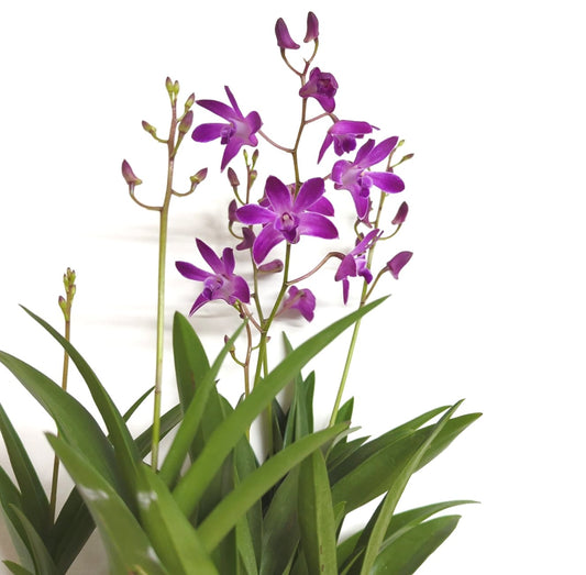 Dendrobium Orchid | Berry Oda | 
