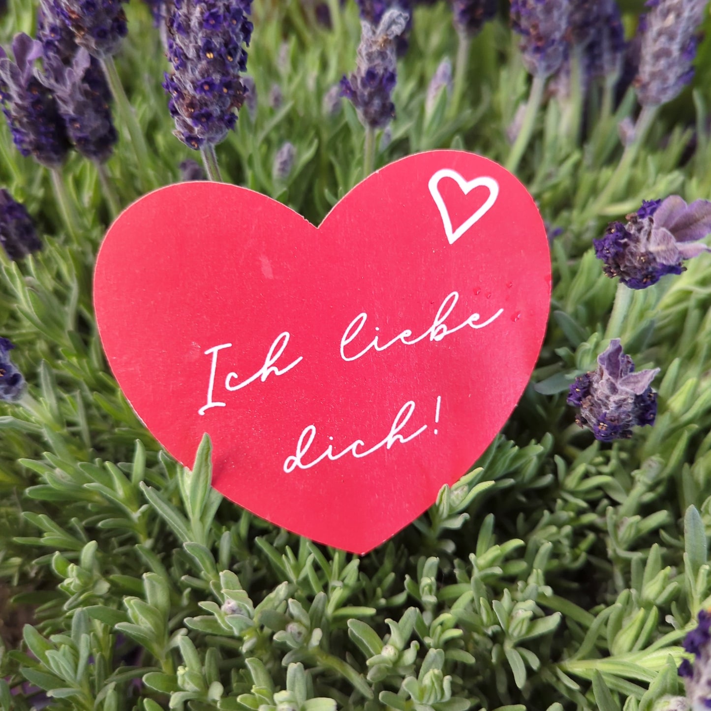 Ich Liebe Dick! Heart | Decorative Plant Pot Accessory