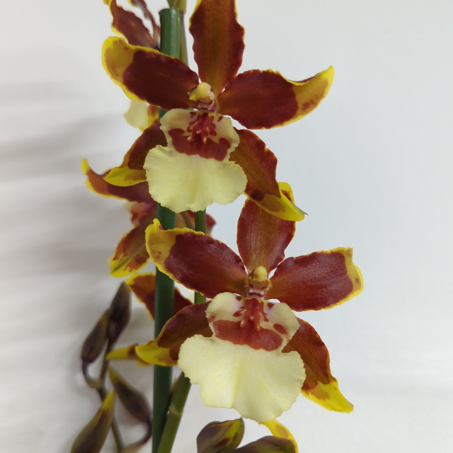 Cambria Orchid | Golden Sunset