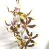 Spider Orchid | Venus