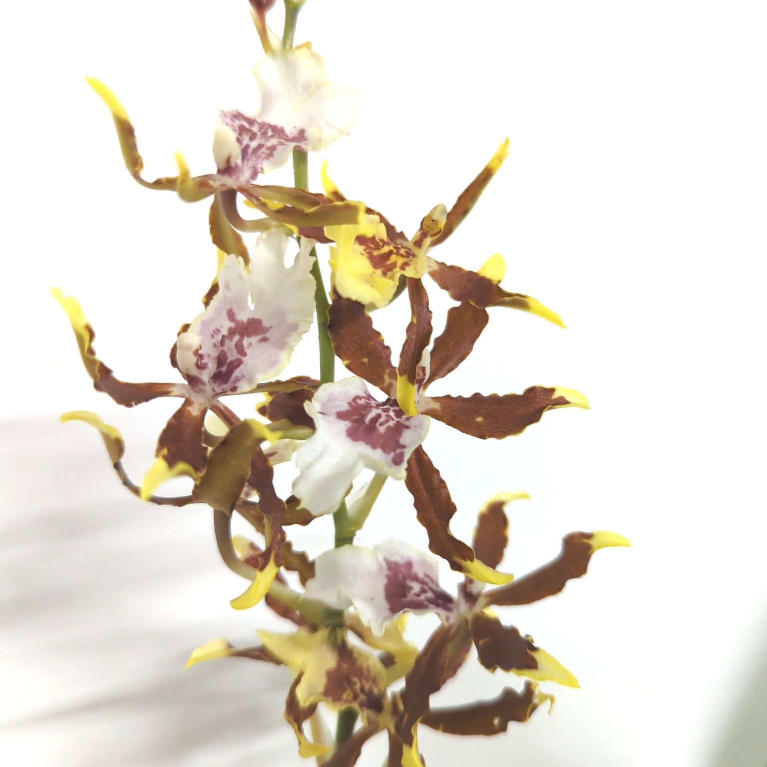Spider Orchid | Venus
