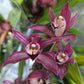 Cymbidium Orchid | Various Colours
