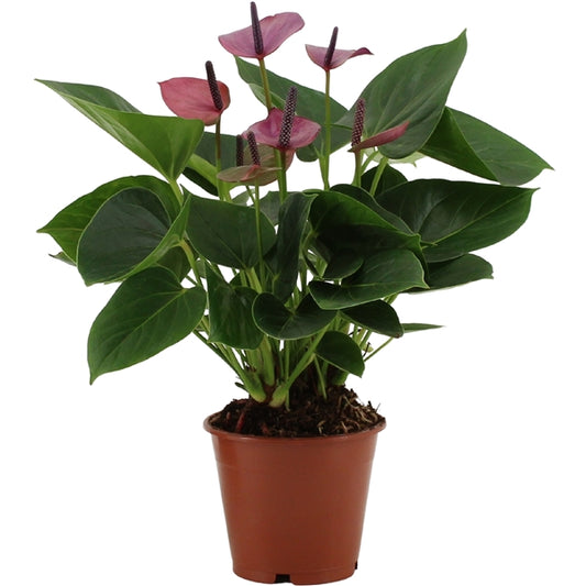 Flamingo Flower | Baby Purple | Air Purifying Plants