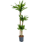 Palm | Riki | Hard To Find