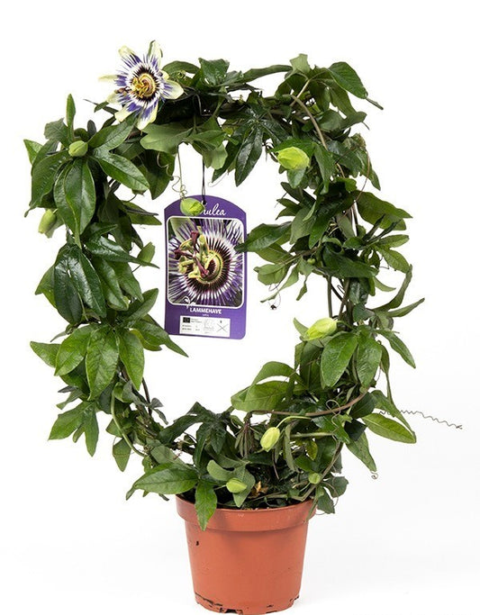 Passion Flower Plant | Caerulea | Flowering Plants