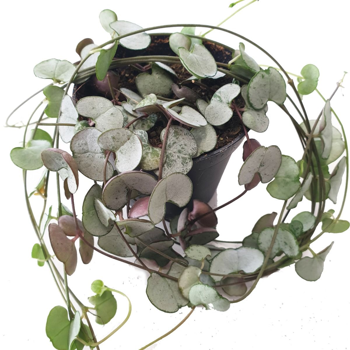 silver heart plant indoors String Of Hearts | Silver Glory | Hard To Find