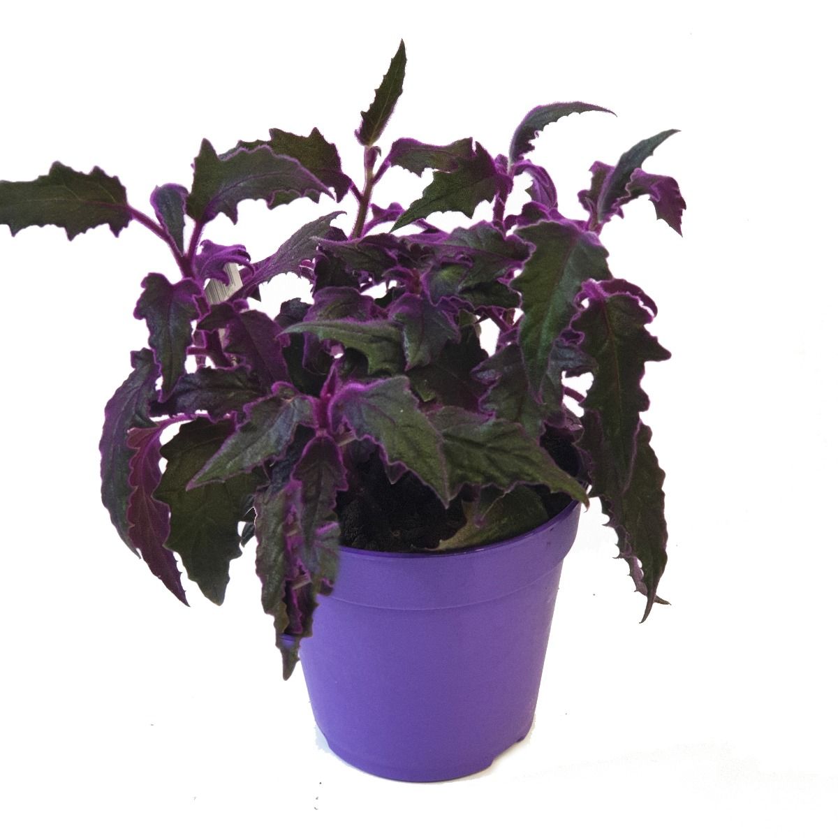 purple house plants uk Velvet Plant