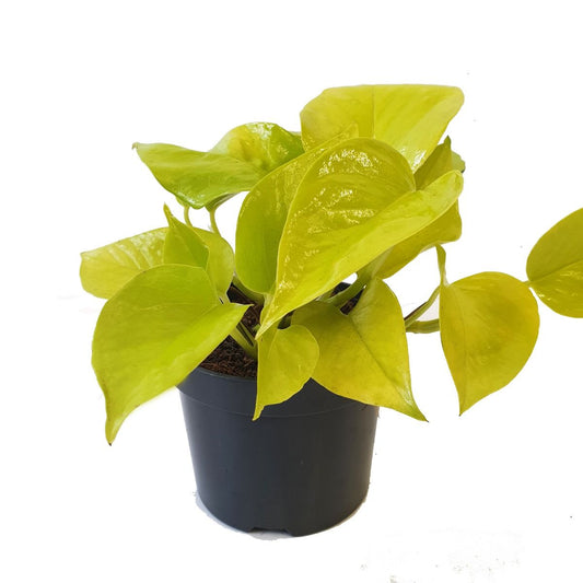 Pothos | Neon | Air Purifying Plants