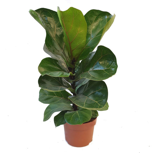 Fiddle Leaf Fig | Bambino | Potted Houseplants