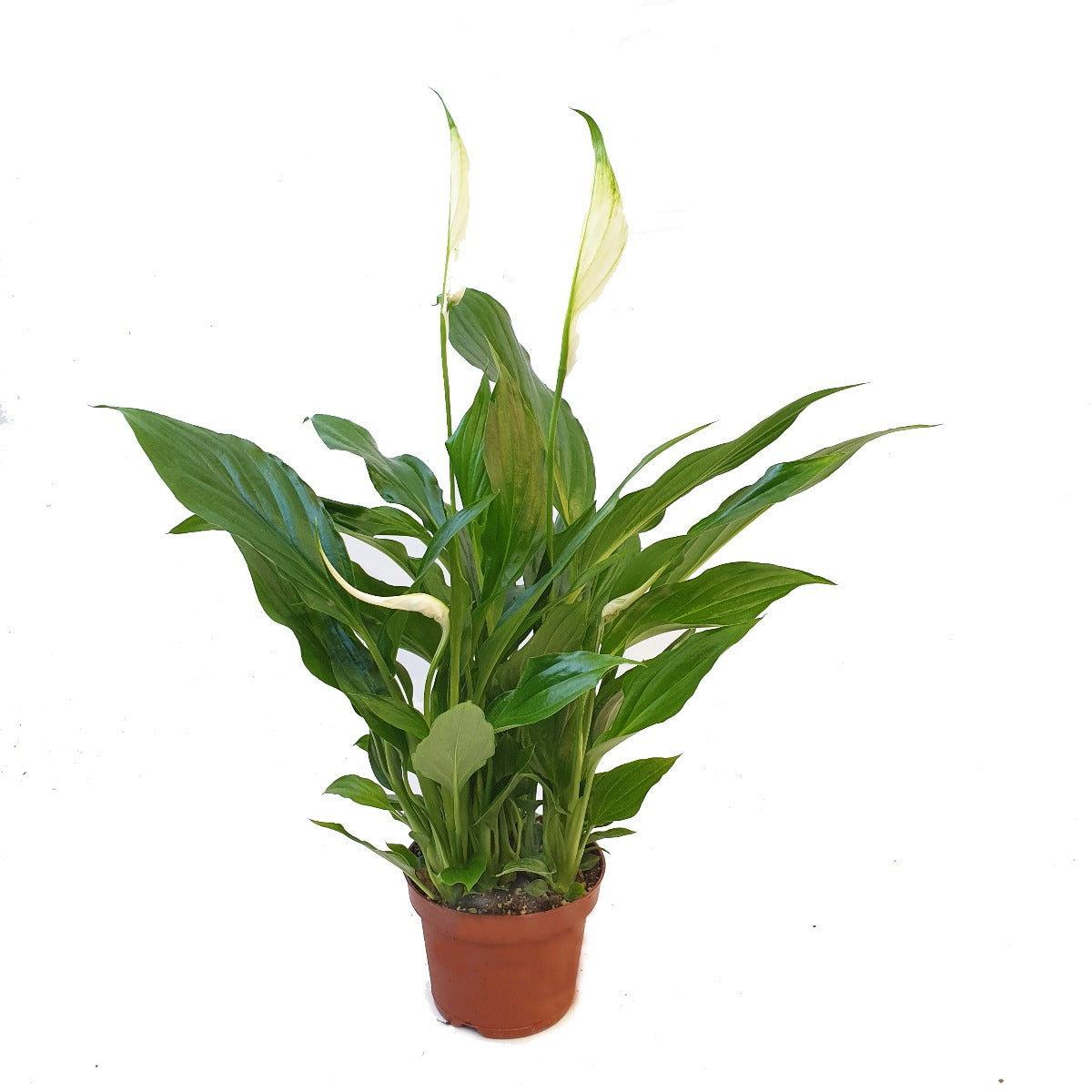 Peace Lily | Chopin