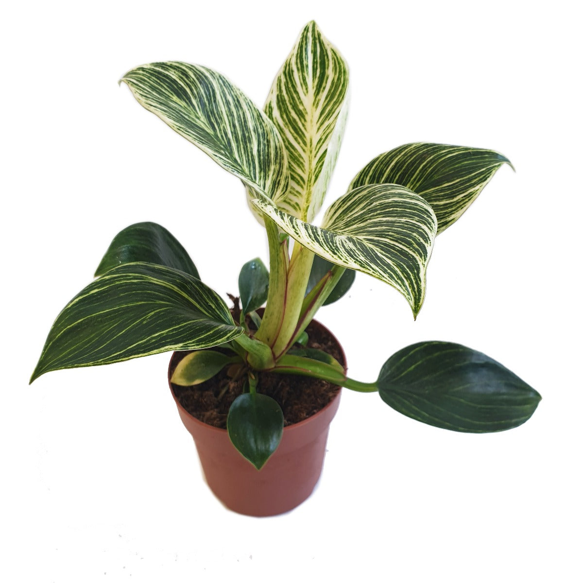 philodendron birkin uk Philo | White Weave