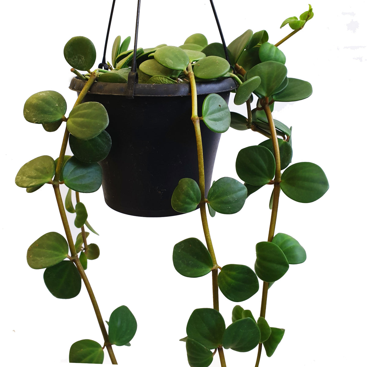 Radiator Plant | Hope & Peperomia Deppeana × Quadrifolia | Peperomia ...