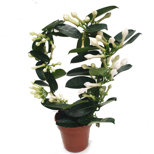 Madagascar Jasmine | Potted Houseplants