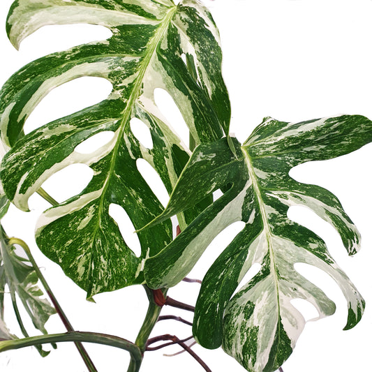 Variegated Swiss Cheese Plant | Albo | Rare Plant