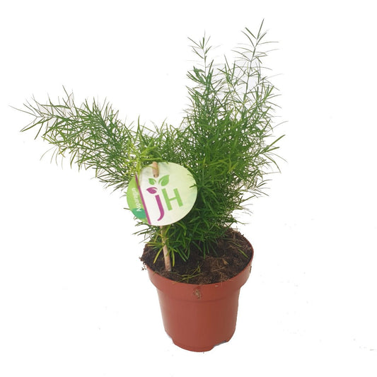 Plume Asparagus | 