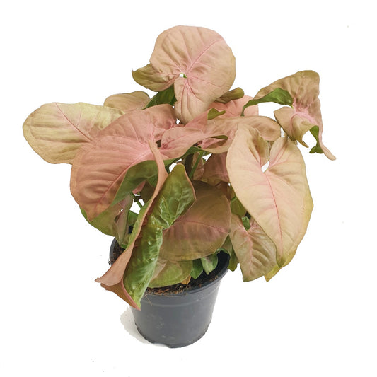 Pink Arrowhead Vine | Hard To Find | Shade Loving Plants