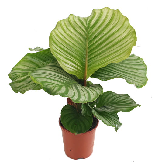 Prayer Plant | Orbifolia | Potted Houseplants