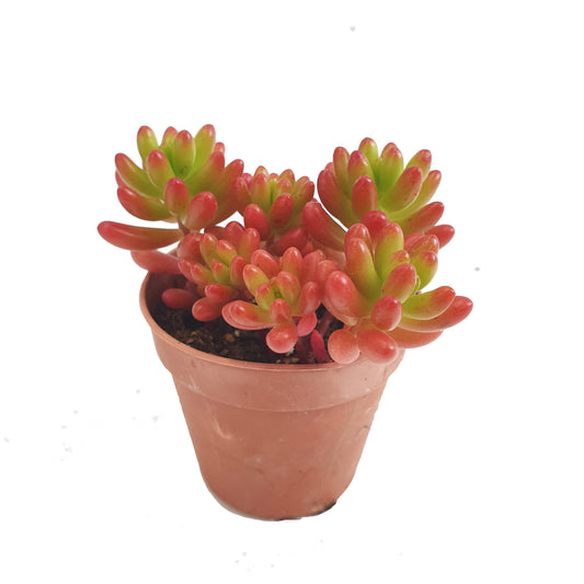 Jelly Bean Plant | Aurora | Potted Houseplants