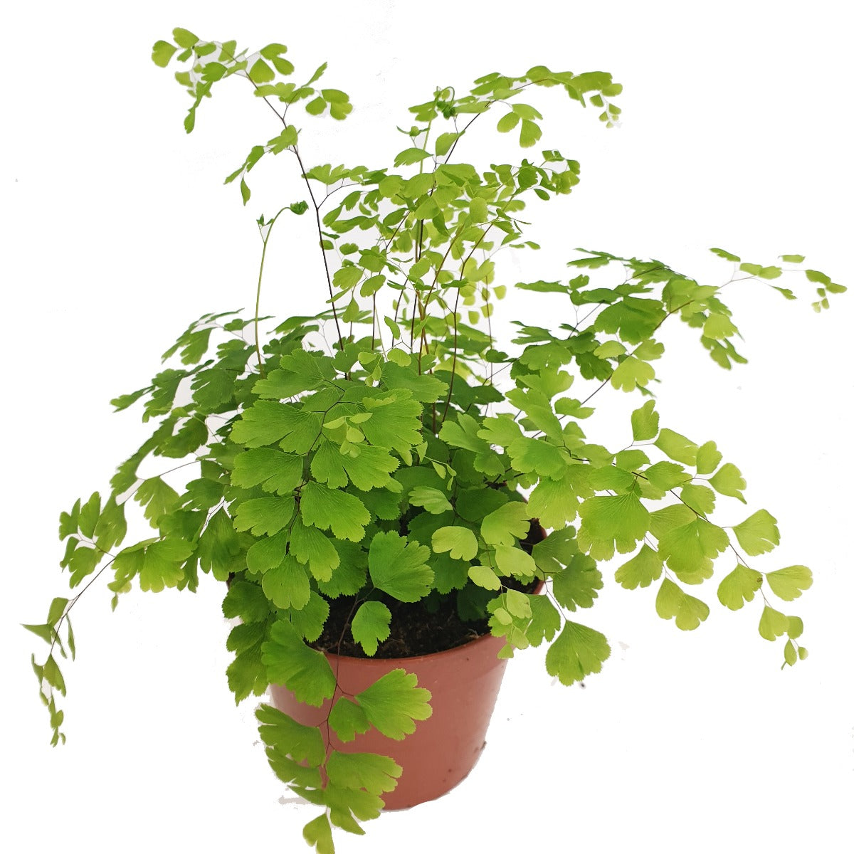 Maidenhair Fern