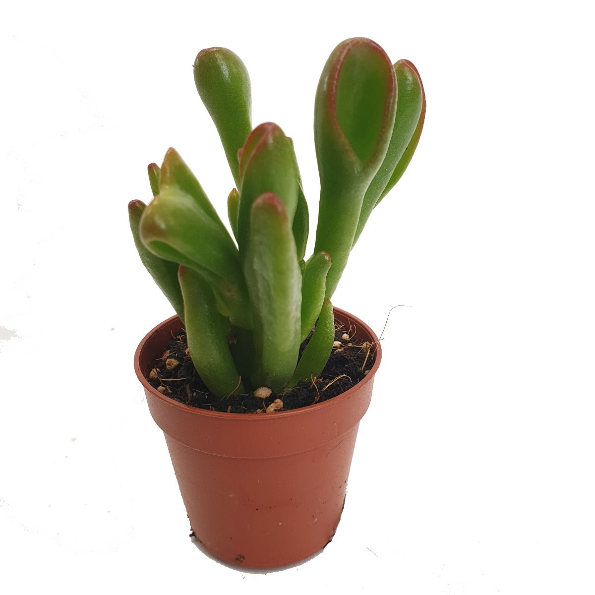 shrek's ear succulent Hobbit Jade | Shrek Ears