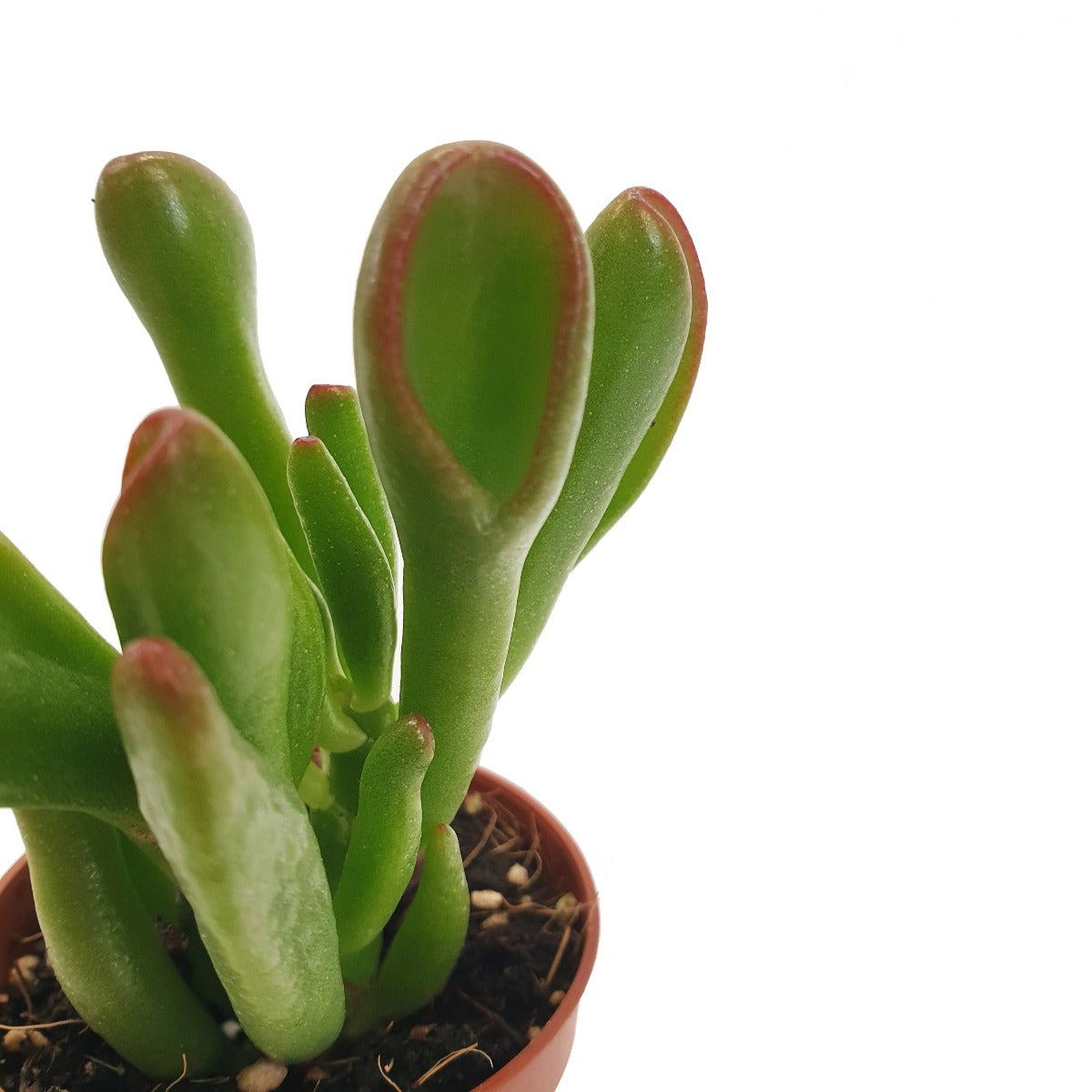 crassula hobbit jade plant Hobbit Jade | Shrek Ears