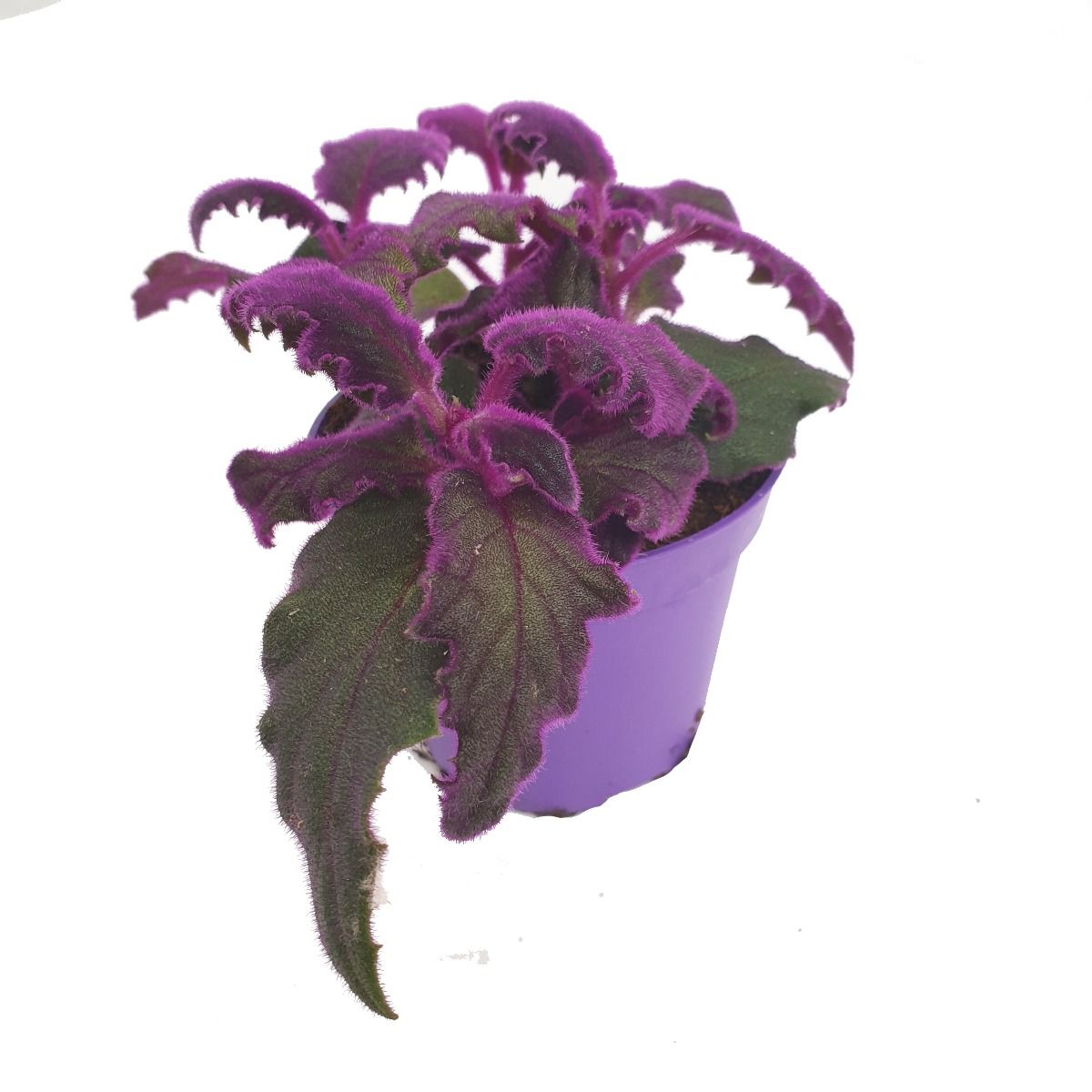 house plant with purple fuzzy leaves Velvet Plant | Purple Passion