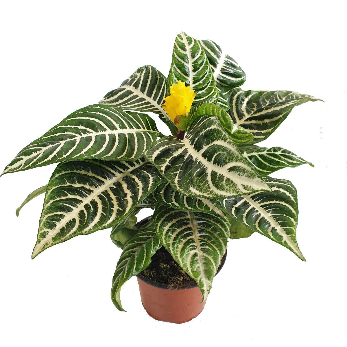 Zebra Plant | Dania
