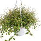 Maidenhair Vine
