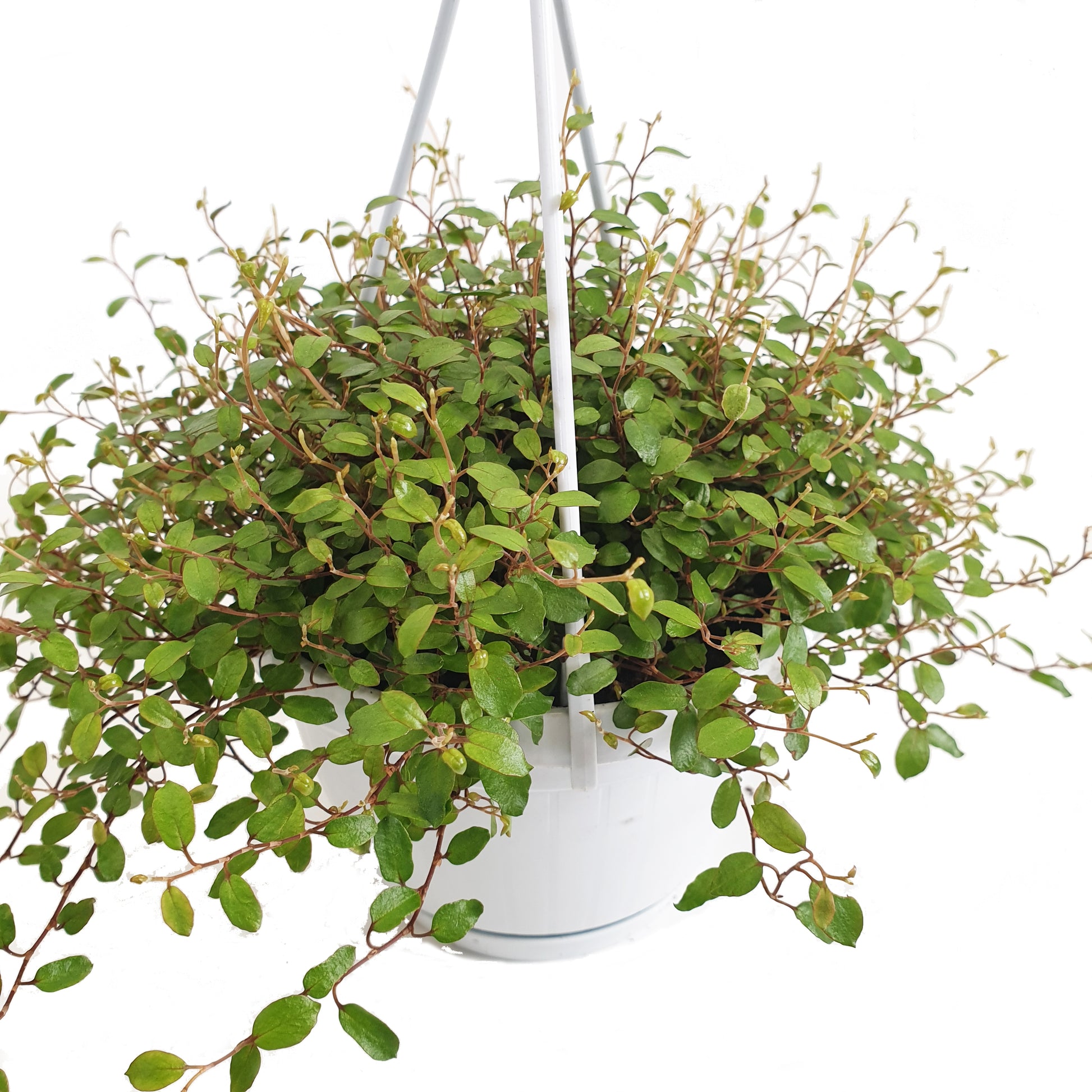 Maidenhair Vine