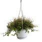 Maidenhair Vine