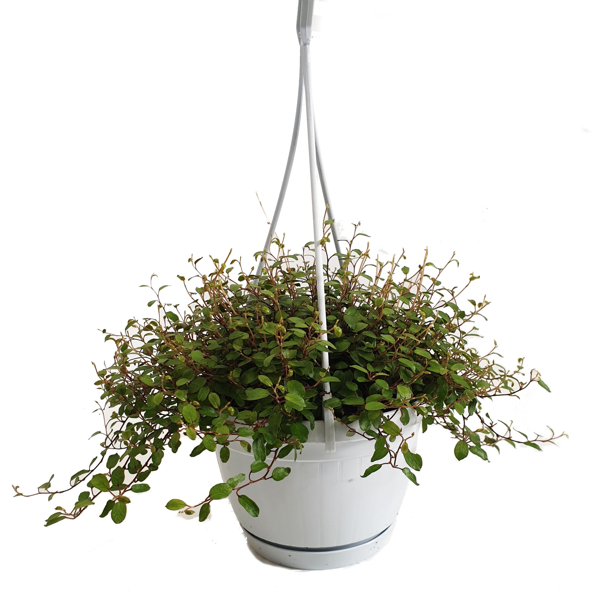Maidenhair Vine