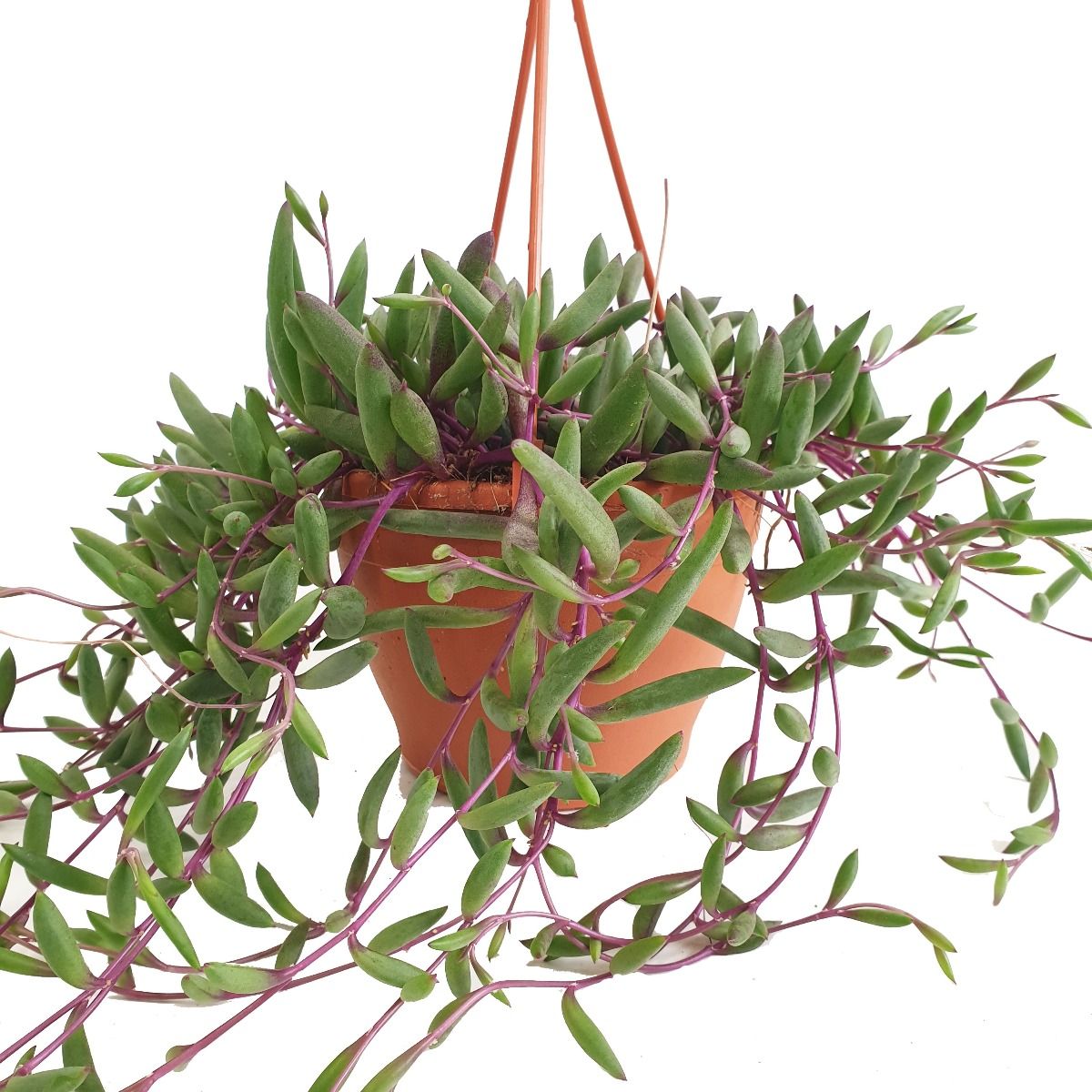String Of Bananas Purple Senecio Herrianus Purple Flush Houseplant UK string-of-bananas-purple-senecio-herrianus-purple-flush-houseplant-uk