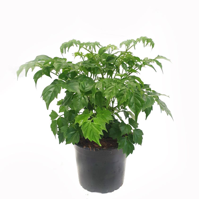 emerald tree house plant China Doll Plant