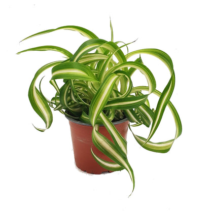 Curly Spider Plant | Bonnie