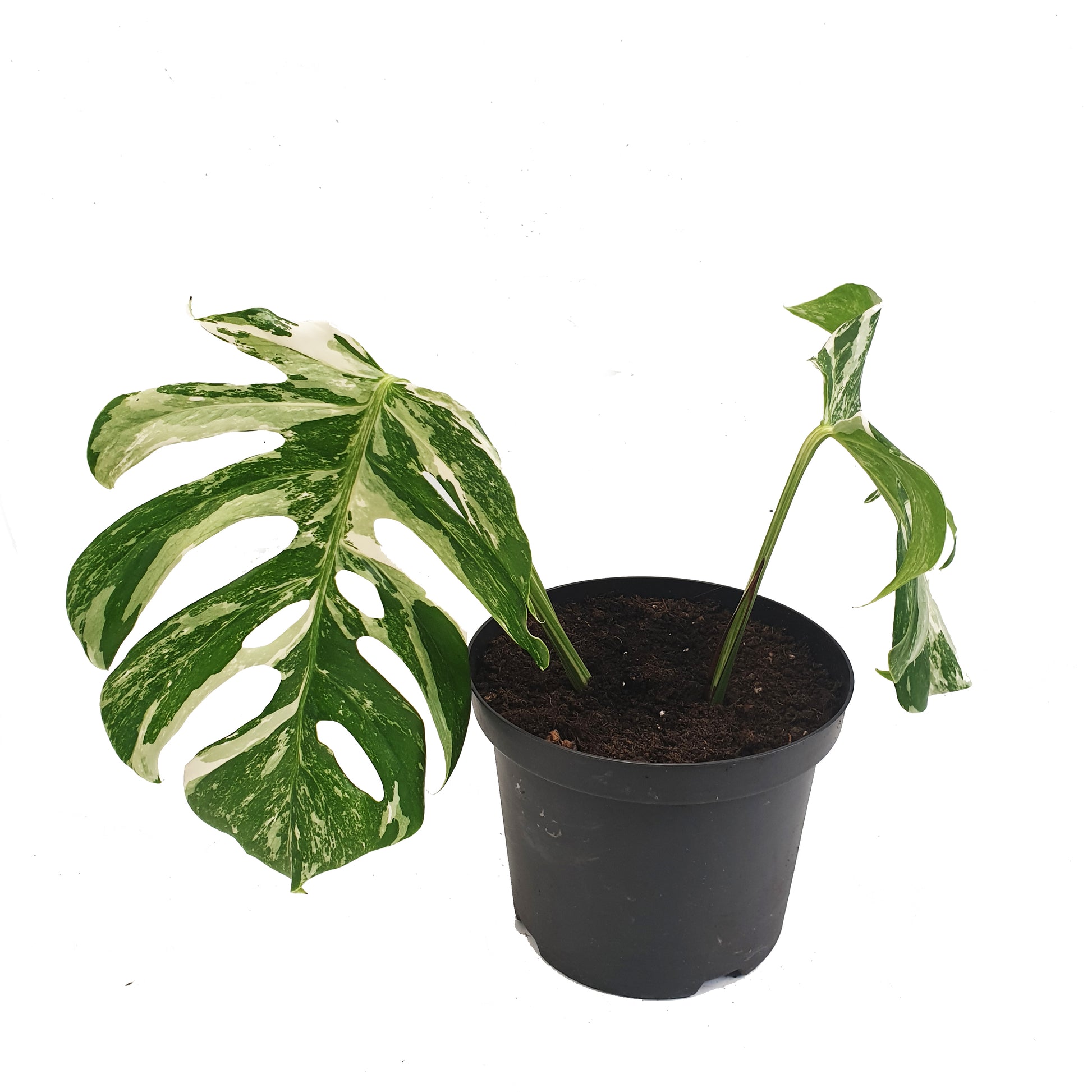 Variegated Swiss Cheese Plant | Albo | Rare Plant