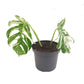 Variegated Swiss Cheese Plant | Albo | Rare Plant