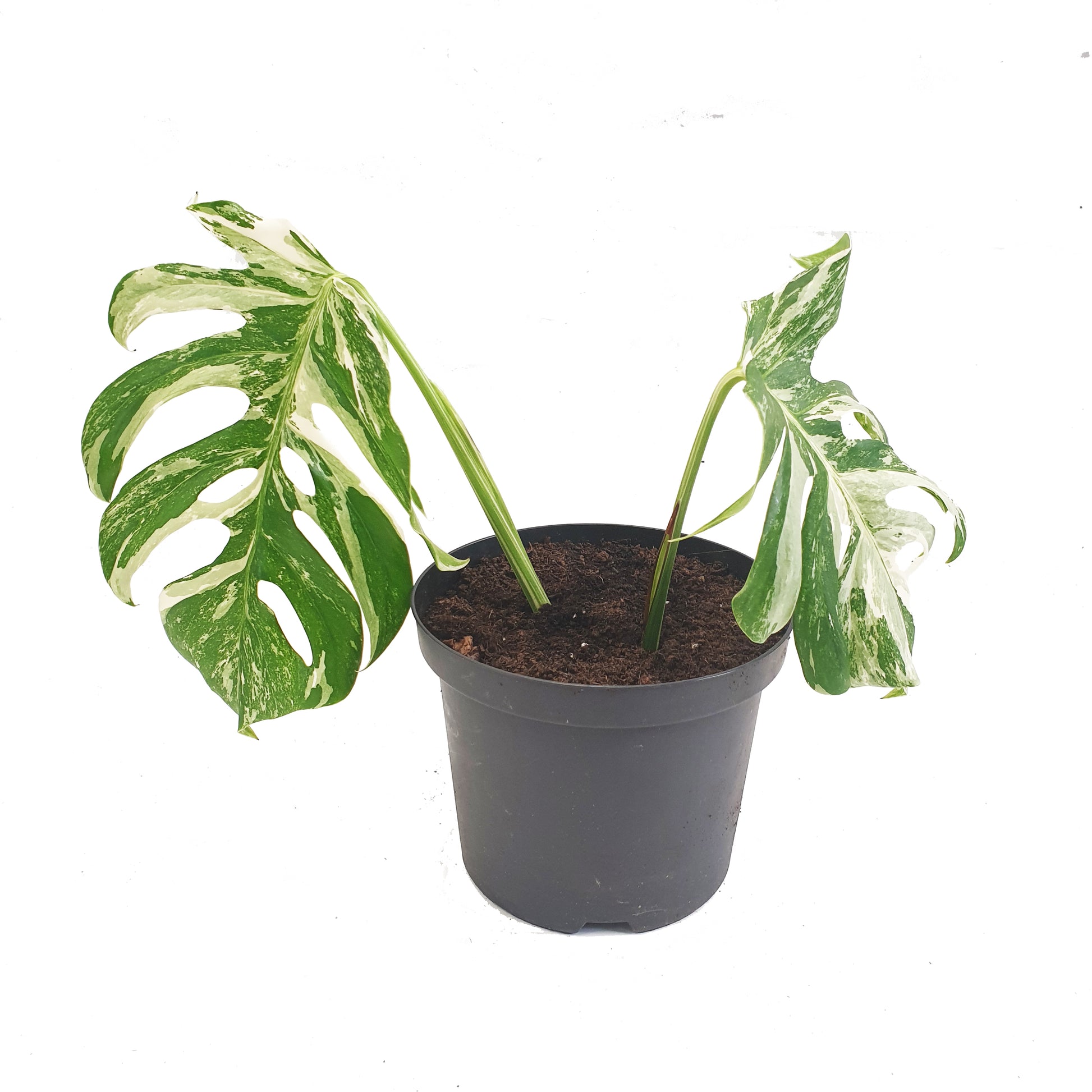 Variegated Swiss Cheese Plant | Albo | Rare Plant