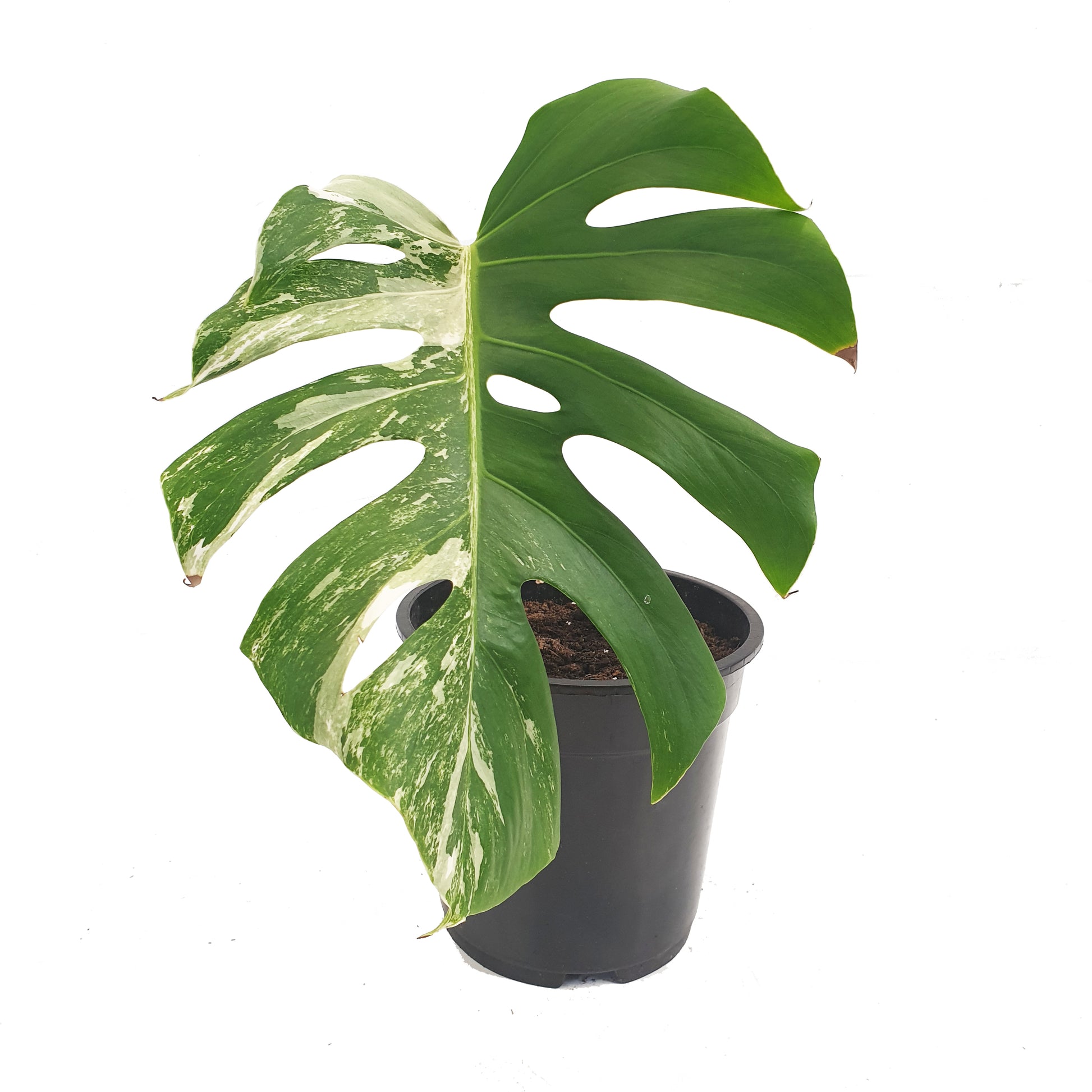 Variegated Swiss Cheese Plant | Albo | Rare Plant
