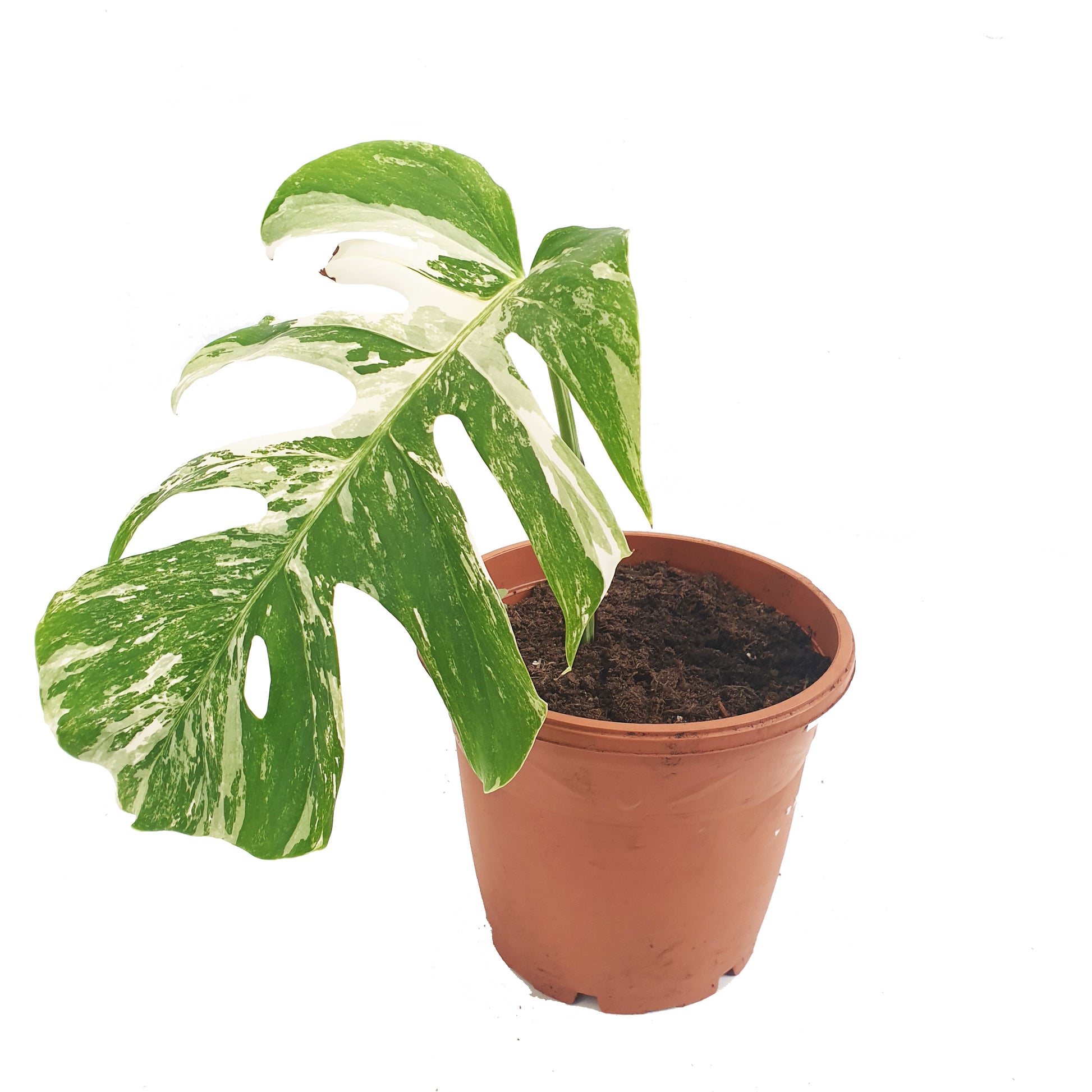 Variegated Swiss Cheese Plant | Albo | Rare Plant