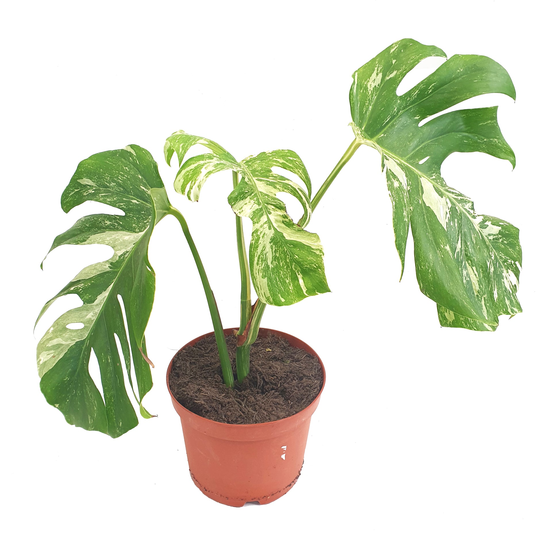 Variegated Swiss Cheese Plant | Albo | Rare Plant