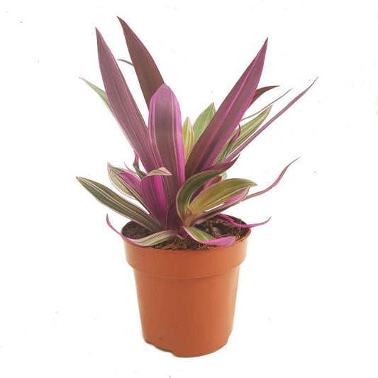 Moses In The Cradle | Purple Flame | Potted Houseplants