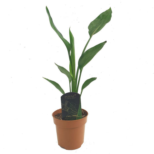 Bird Of Paradise | Potted Houseplants