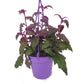 Velvet Plant | Purple Passion