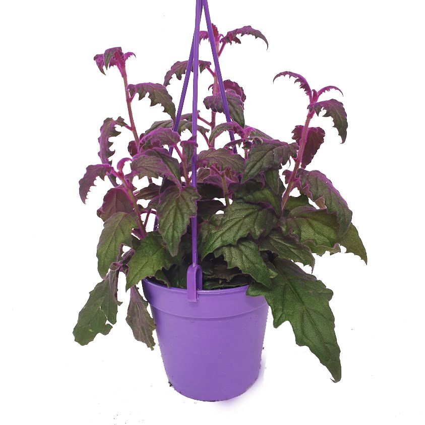 purple vining house plant Velvet Plant | Purple Passion