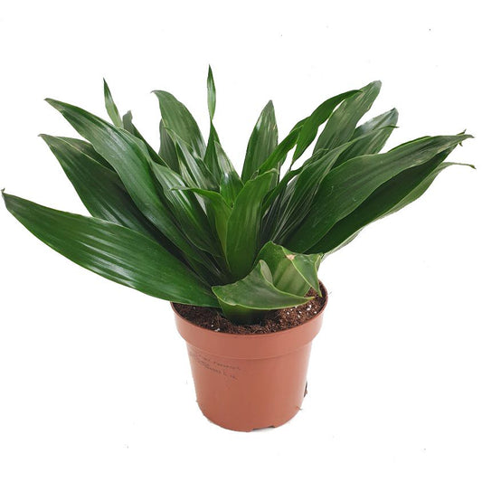 Corn Plant | Compacta