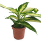Dumb Cane | Camilla