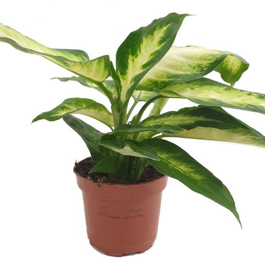 Dumb Cane | Camilla | Potted Houseplants