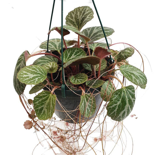 Strawberry Begonia | Mother Of Thousands | Potted Houseplants