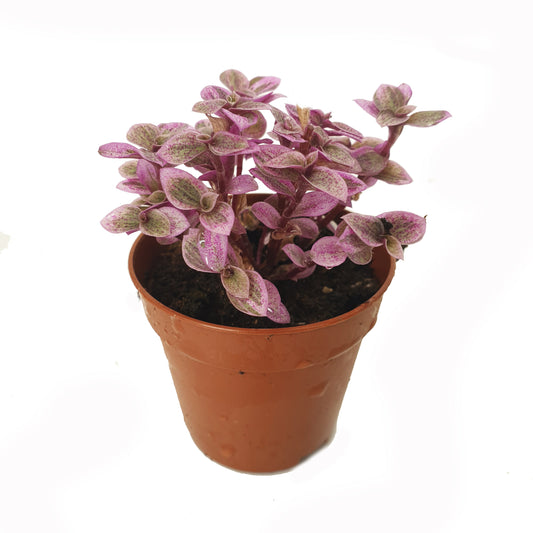 Pink Panther Plant | Pink Lady | Potted Houseplants