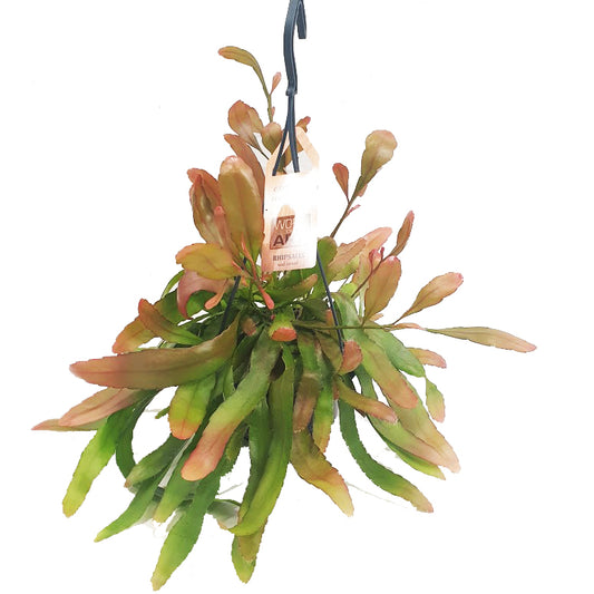Mistletoe Cactus | Red Coral | Indoor Plant